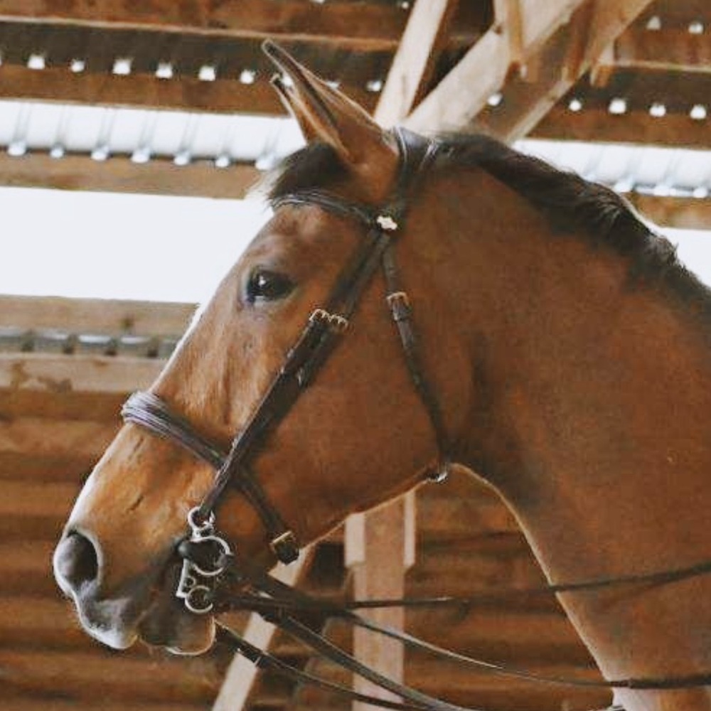 Kudos Competition Flash Bridle Havana - Picture 2 of 9